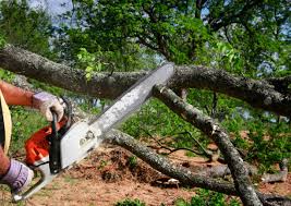 Best Storm Damage Tree Cleanup  in Sanibel, FL