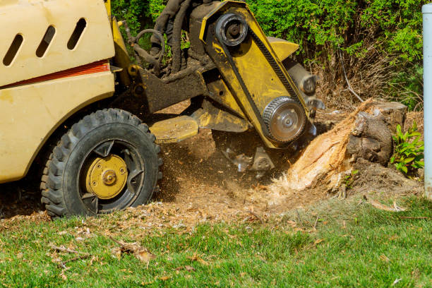 Best Tree and Shrub Care  in Sanibel, FL